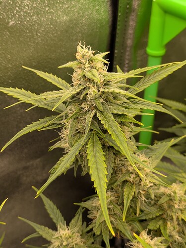Growreport Bild 33