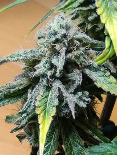 Growreport Bild 28