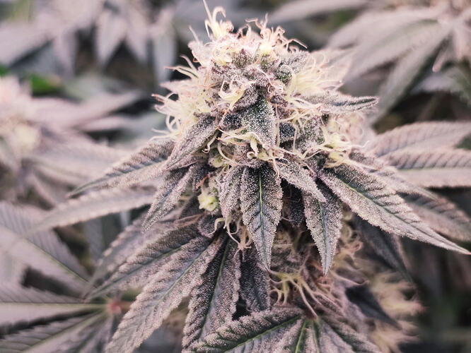 Growreport Bild 9
