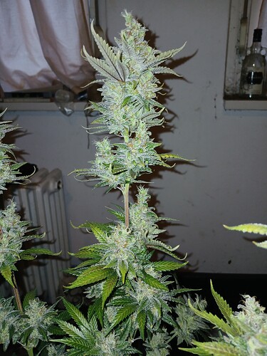 Growreport Bild 7