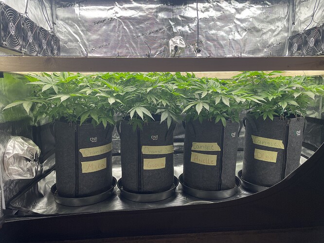 Vier Cannabis-Pflanzen in Vlies-Töpfen, die sich in der Wachstumsphase befinden. Die Töpfe sind mit Namen wie 'Orange Bud', 'Tangle' und 'Olga' beschriftet.