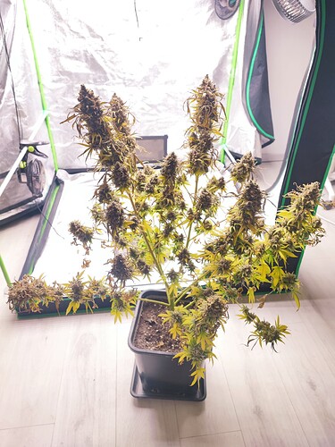 Growreport Bild 128