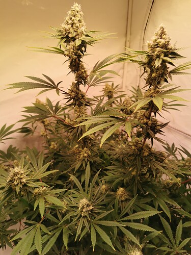 Growreport Bild 2