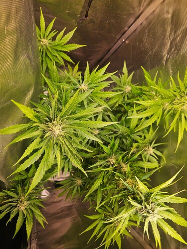 Growreport Bild 32