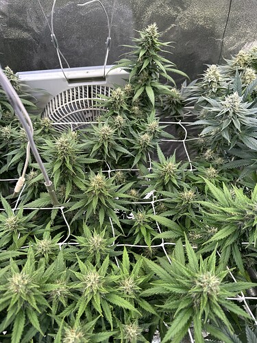 Growreport Bild 41