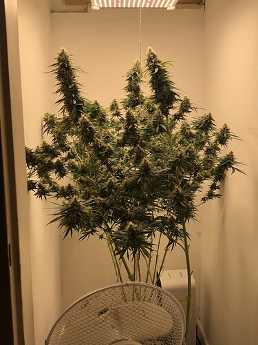 Growreport Bild 2