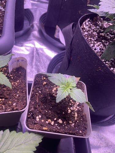 Growreport Bild 18
