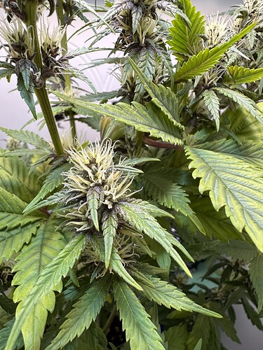 Growreport Bild 7
