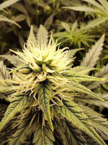 Growreport Bild 16