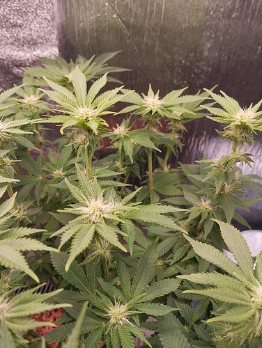 IMG_20250128_205502 - Kopie