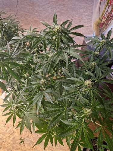 WhatsApp Bild 2024-05-19 um 11.03.40_50ace6cb