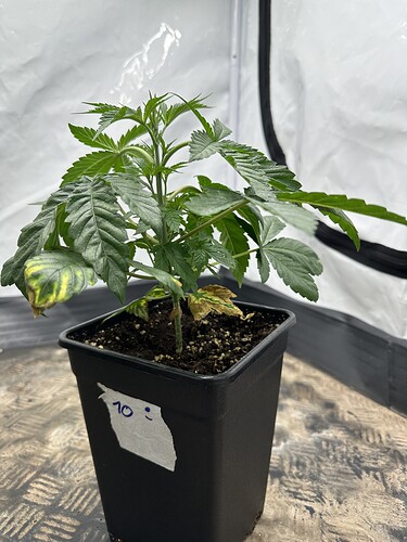 Growreport Bild 4