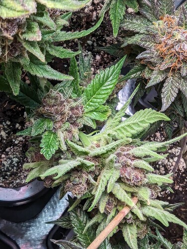 Growreport Bild 9