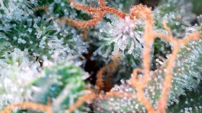 Growreport Bild 48