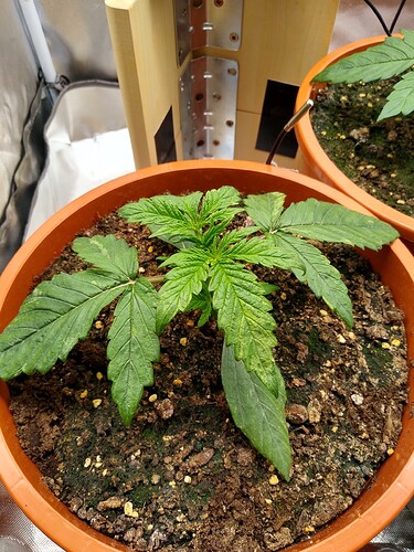 IMG_20240428_154918201_HDR