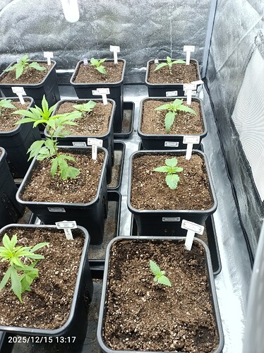 Growreport Bild 2