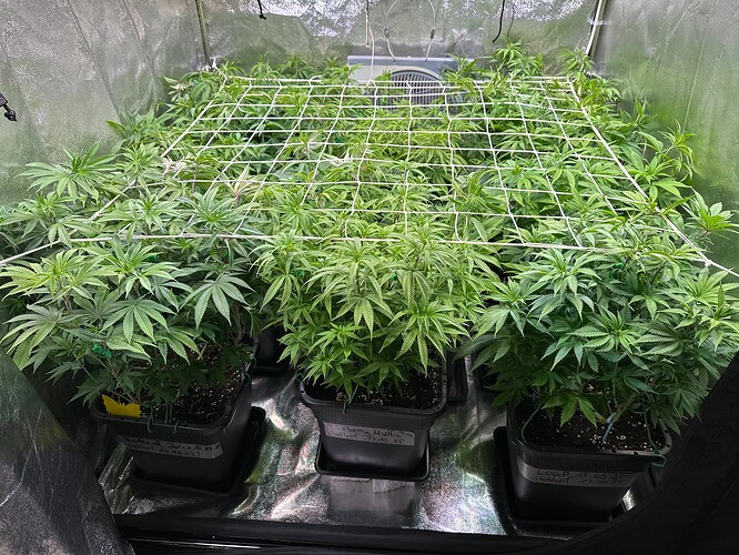 Growreport Bild 28