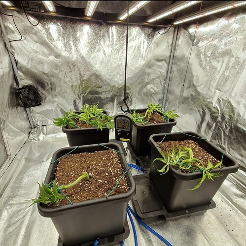 Growreport Bild 15