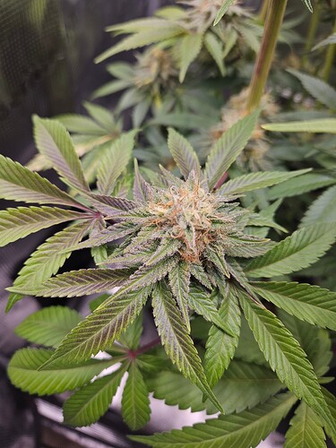 Growreport Bild 12