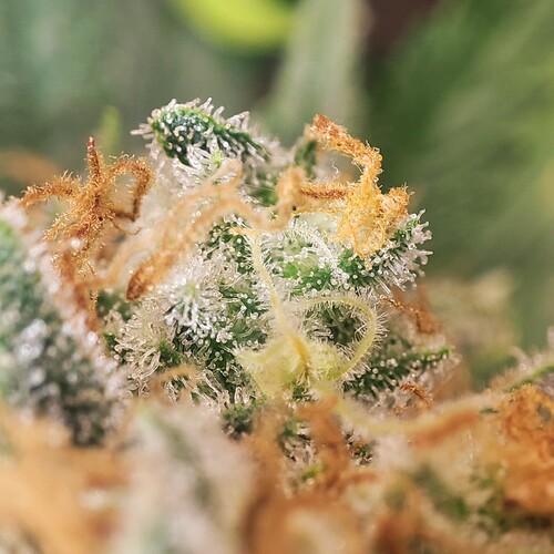 Growreport Bild 61