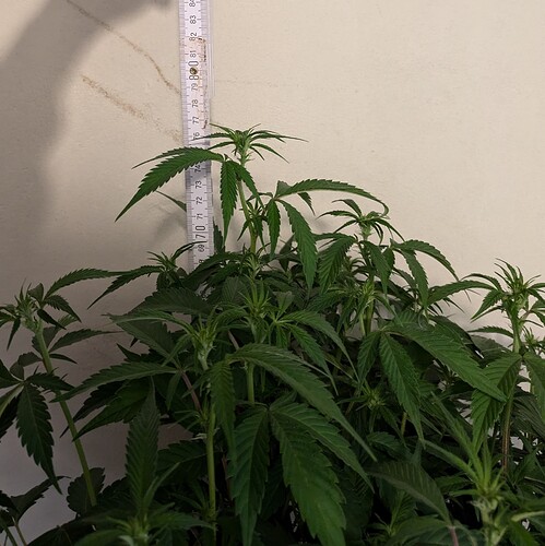 Growreport Bild 8