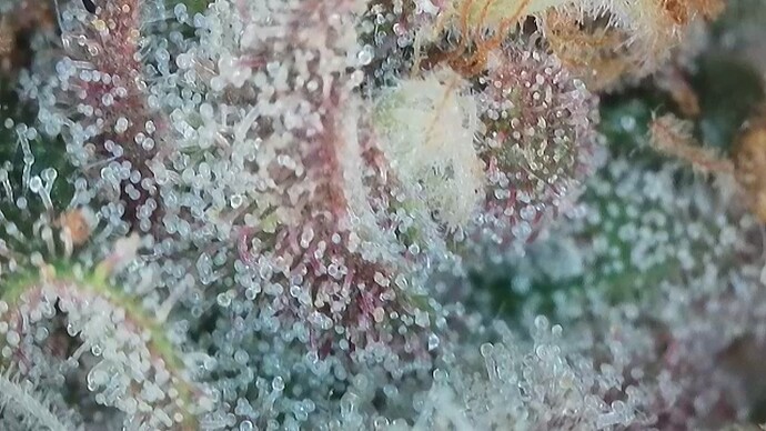 Growreport Bild 4
