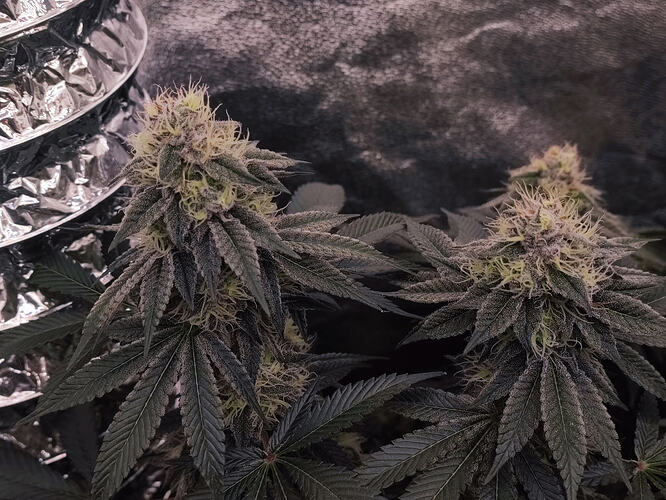 Growreport Bild 5