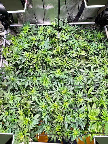 Growreport Bild 4
