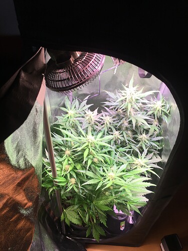 Growreport Bild 3