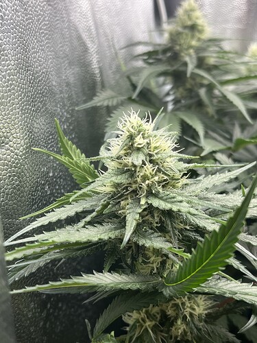 Growreport Bild 11