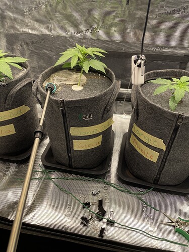 Drei junge Cannabispflanzen in Vlies-Töpfen, die gerade gegossen werden. Auf den Töpfen sind handschriftliche Etiketten angebracht.