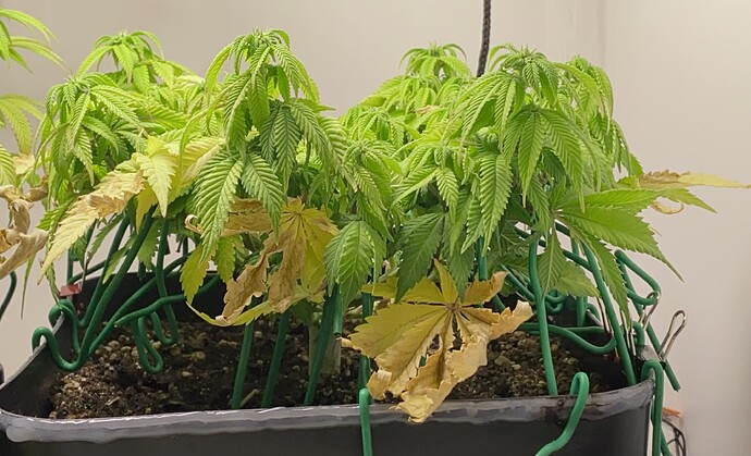 Growreport Bild 17
