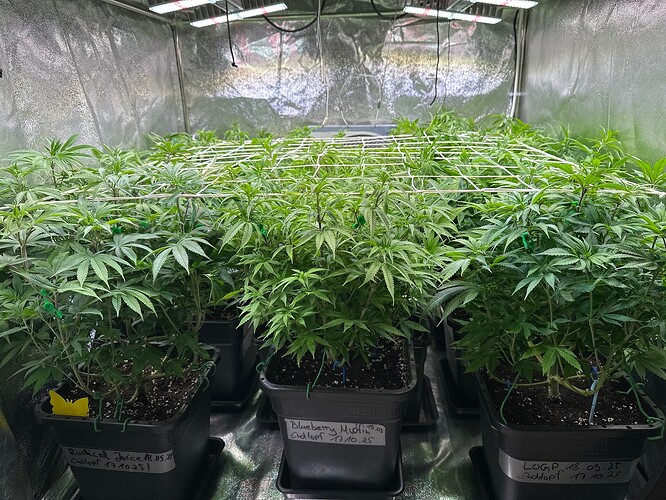 Growreport Bild 29