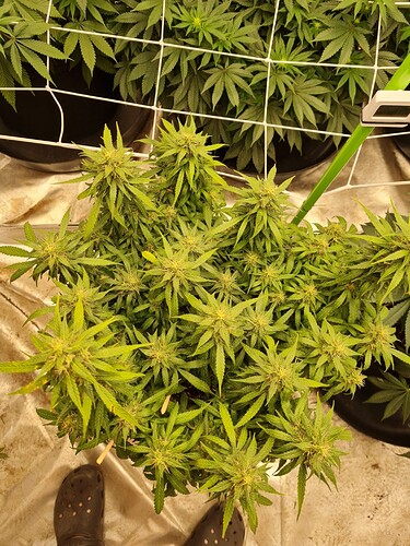 Growreport Bild 32