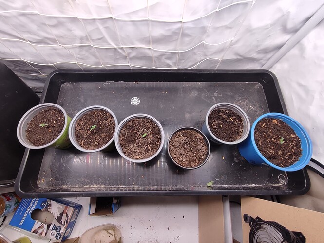 Growreport Bild 4