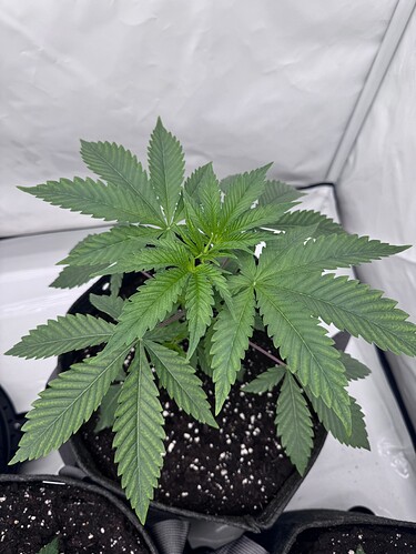 Growreport Bild 7