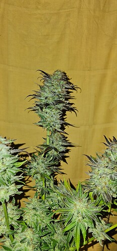 Growreport Bild 66