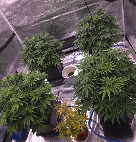 Growreport Bild 1