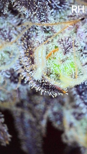 Growreport Bild 2