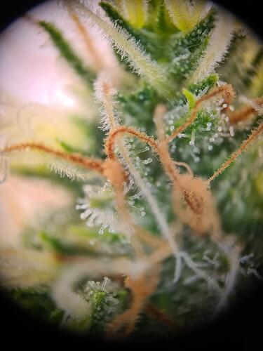 signal-2024-09-03-221130_007