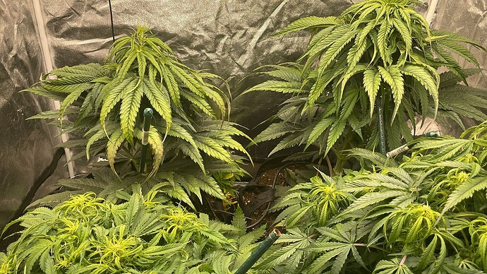Drei Cannabis-Pflanzen in einem Growzelt in der frühen Blütephase (BT11), einige Blätter zeigen leichte Verfärbungen.