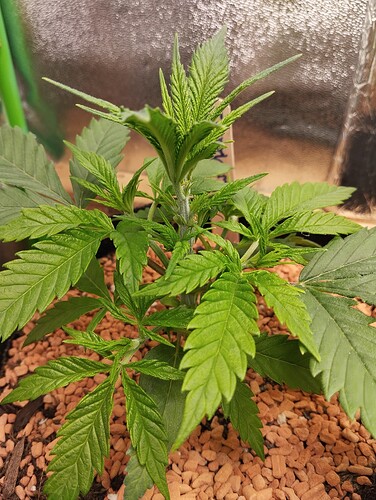 Growreport Bild 3