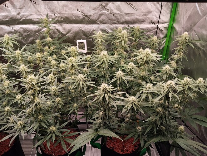 Growreport Bild 3