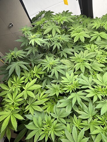 Growreport Bild 35