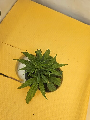 Growreport Bild 66