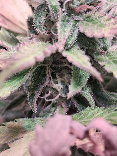 Growreport Bild 19