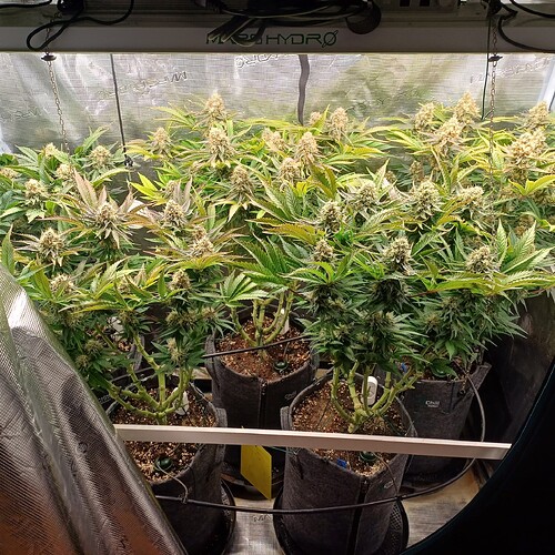 Growreport Bild 3