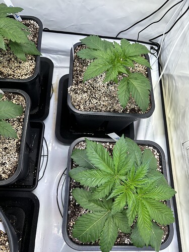 Growreport Bild 23