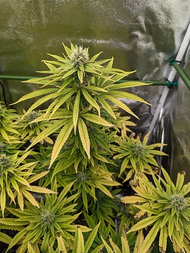 PXL_20240616_161919575