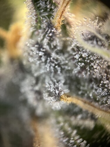 Growreport Bild 8